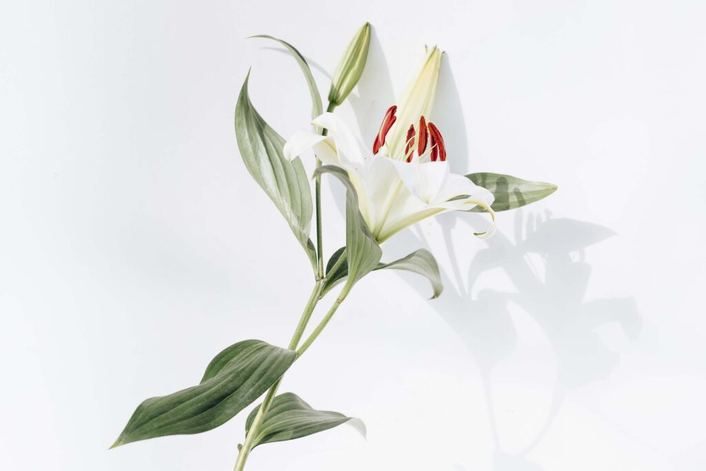 Most sustainable florists in London this Valentine’s Day